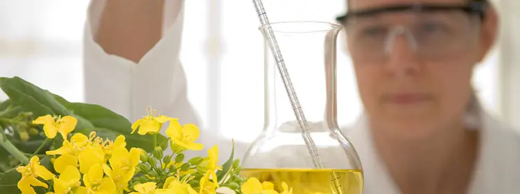 Laborfachkraft mit Schutzbrille untersucht ein Becherglas mit gelbem Pflanzenöl neben blühenden Rapsblüten zur Entwicklung von Bio-Schmierstoffen
